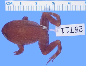 Media type: image; Herpetology A-25711